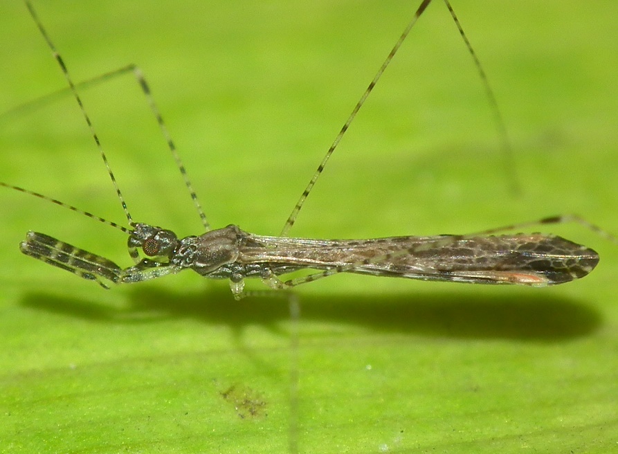 Reduviidae: Empicoris rubromaculatus